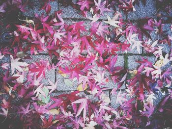 Full frame shot of autumn leaves