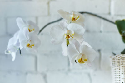 Close-up of white flowering plant