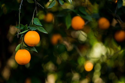 Close-up of orange fruit growing on tree