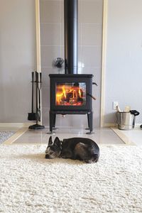 Close-up of dog sitting on floor at home