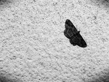 High angle view of insect on snow