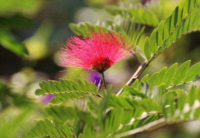 Close-up of pink flowering plant