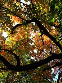 Low angle view of trees