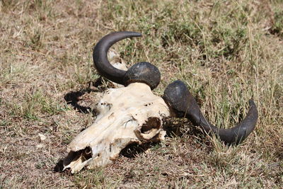 View of animal skull on field