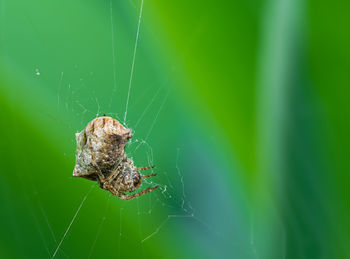 Close-up of spider on web