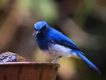 Close-up of blue eating bird