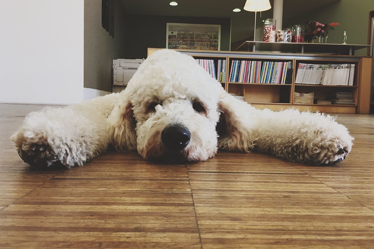 one animal, animal themes, domestic animals, pets, dog, mammal, indoors, relaxation, resting, surface level, hardwood floor, lying down, animal hair, looking at camera, no people, day, laziness