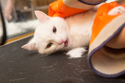 Cat grooming in pet grooming salon. woman uses the trimmer for trimming fur.