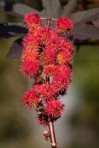 Close-up of red berries on plant