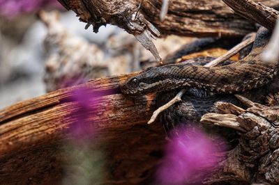 Close-up of snake on tree trunk