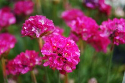 Close-up of pink flowers