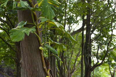 Low angle view of tree leaves in forest