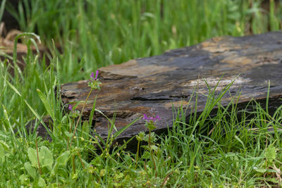 Close-up of wood on field