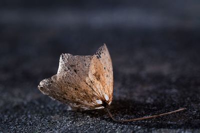 Close-up of dried flower on field at night