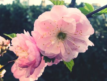 Close-up of pink flowers