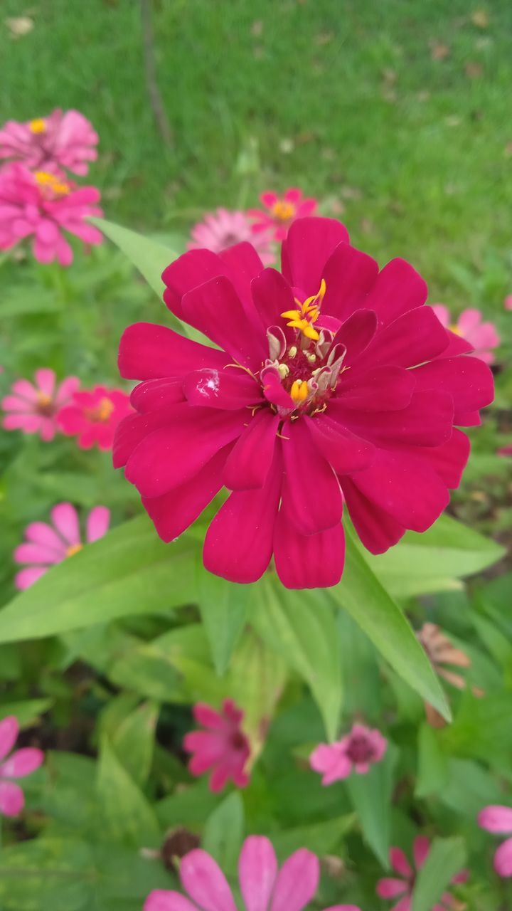 flower, flowering plant, plant, freshness, beauty in nature, petal, garden cosmos, fragility, close-up, flower head, pink, inflorescence, growth, nature, focus on foreground, no people, pollen, day, green, outdoors, plant part, high angle view, leaf