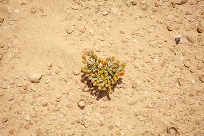 Close-up of yellow flower plant