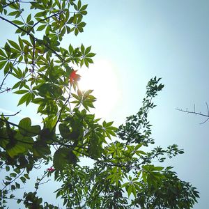 Low angle view of trees against clear blue sky