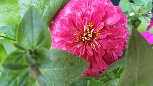 Close-up of wet pink flower