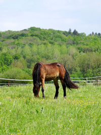 Horse standing in field