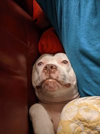 Close-up portrait of a dog