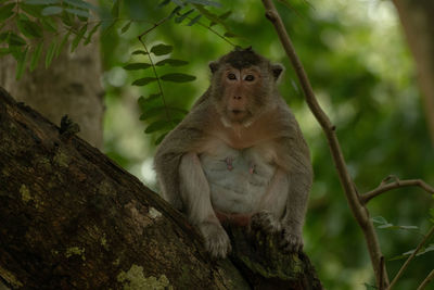 Long-tailed macaque sits in shade on branch