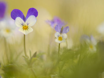 Blooming purple and white violets in the field