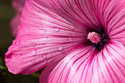 Close-up of wet pink flower