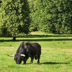 Horse grazing in a field