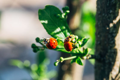 Ladybugs on a green leaf.