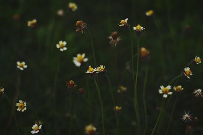 Close-up of flowering plants on field