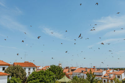 Flock of birds flying over town