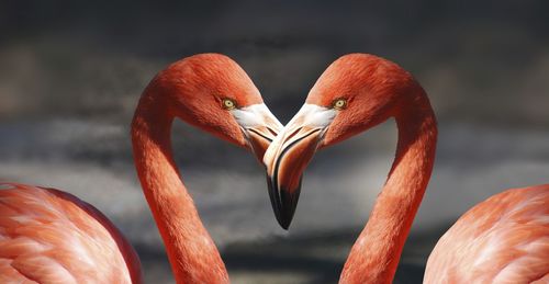 Close-up of bird face each other