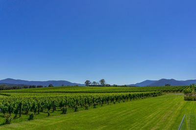 Scenic view of agricultural field against clear blue sky