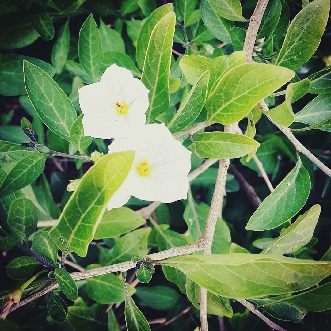 leaf, growth, freshness, flower, green color, fragility, plant, petal, beauty in nature, nature, flower head, close-up, blooming, white color, focus on foreground, outdoors, in bloom, day, no people, park - man made space