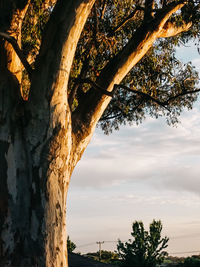 Low angle view of tree against sky