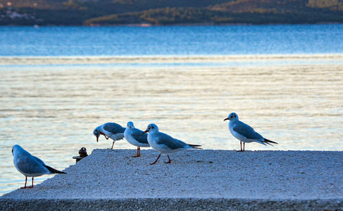 Seagulls perching on a beach