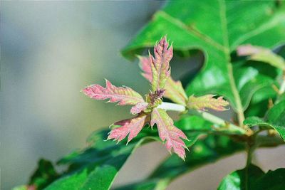 Close-up of pink flowers