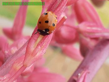 Close-up of ladybug on pink flower