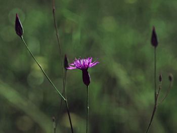 Close-up of pink flowering plant