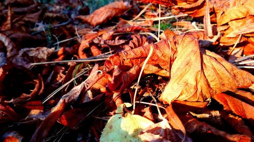 Close-up of dry leaves on field