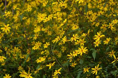 Close up of yellow flowers