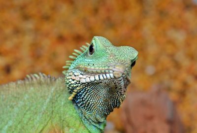 Close-up of a lizard