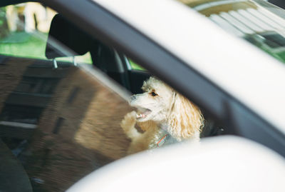 The little funny poodle dog sitting in white car looking out the window