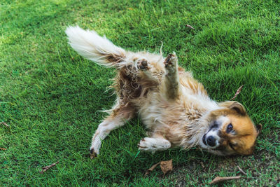 View of a dog lying on grass