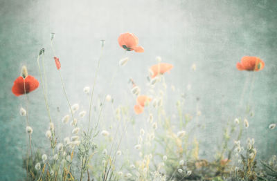 Close-up of red poppy flower on field