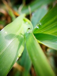 Close-up of insect on leaf