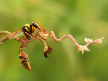 Close-up of insect on flower