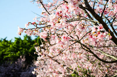 Low angle view of cherry blossom