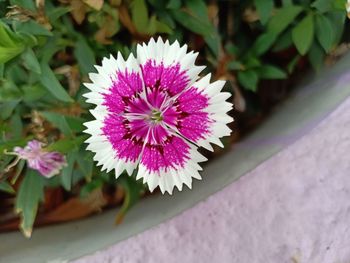 High angle view of pink flowering plant